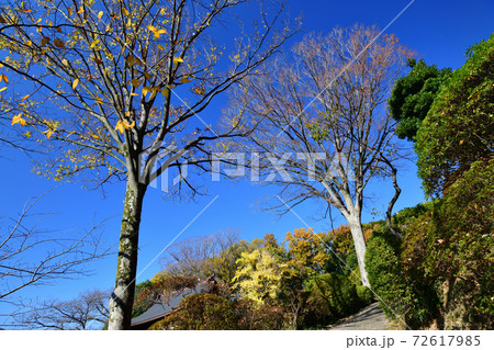 神木山等覚院境内の紅葉 72617985