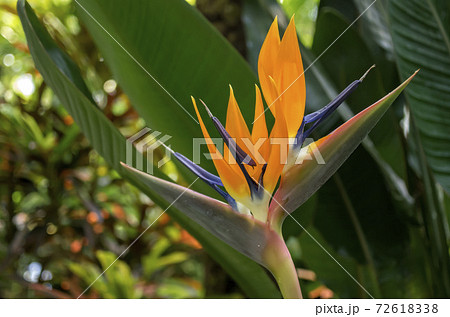 極楽鳥花 72618338