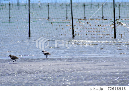 ふなばし三番瀬海浜公園 干潟の夏羽ダイゼン 72618918