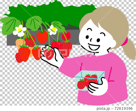 A woman enjoying strawberry picking A woman enjoying strawberry picking 72619396