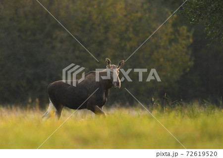 Moose (ALces alces) 72619520