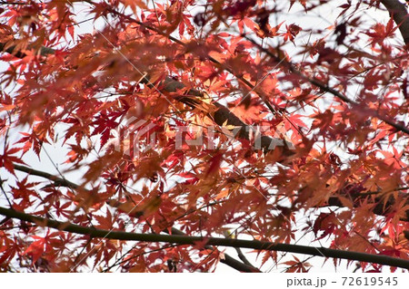 秋イメージ 紅葉したモミジ 秋イメージ 紅葉したモミジ 72619545