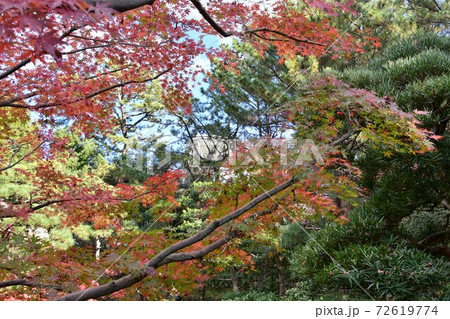 紅葉の松籟庵　茅ヶ崎市　 72619774