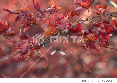 紅葉もう枯葉 紅葉もう枯葉 72620031