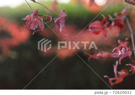 紅葉もう枯葉 72620032