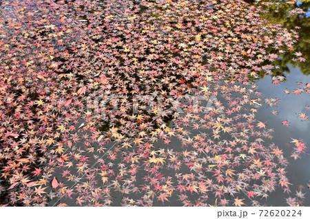 秋イメージ　落葉した池のモミジ 72620224