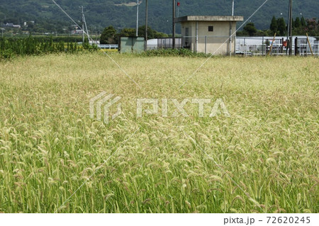 えのころぐさの群生 72620245