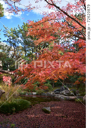 紅葉の松籟庵　茅ヶ崎市　 72620879