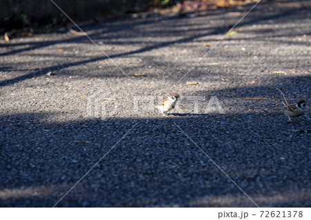 アスファルトの地面に降りてエサを探す冬のスズメ 72621378