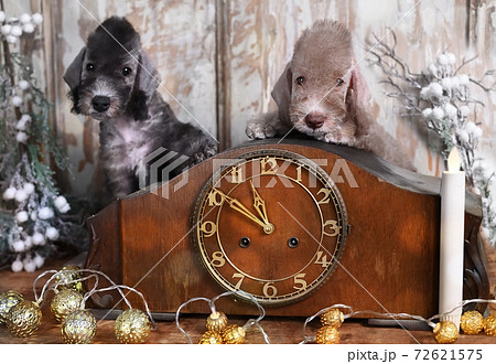 Two Bedlington Terrier puppies at an old clock 72621575