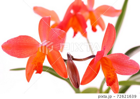ミニカトレア 赤オレンジ系の花 洋ラン 白背景の写真素材