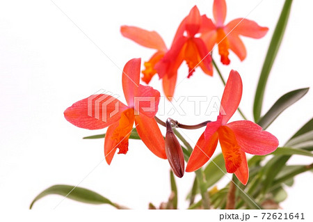 ミニカトレア 赤オレンジ系の花 洋ラン 白背景の写真素材