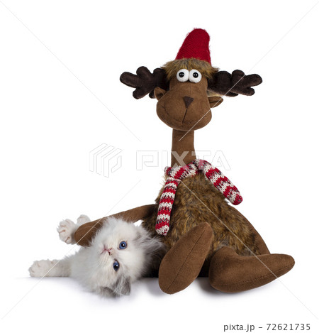 Ragdoll cat kitten on white background 72621735
