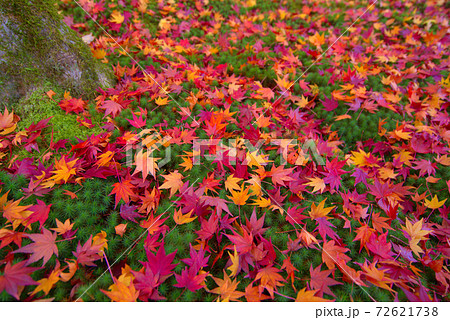 宝福寺　モミジの落ち葉の絨毯とスギゴケと木の根元　岡山県総社市 72621738