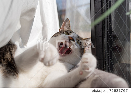 シャー！ キジトラ猫の写真素材 [72621767] - PIXTA