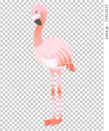 立っているおしゃれなフラミンゴ 立っているおしゃれなフラミンゴ 72622815
