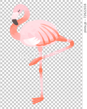 片足で立つおしゃれなフラミンゴ 72622816