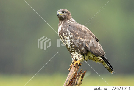 Common buzzard (Buteo buteo) Common buzzard (Buteo buteo) 72623011
