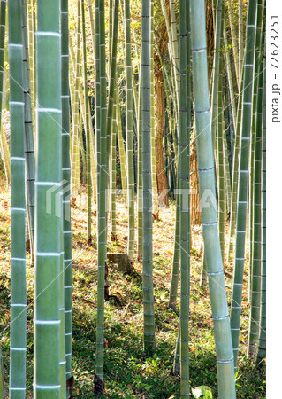 秩父・長瀞散歩：竹林 72623251