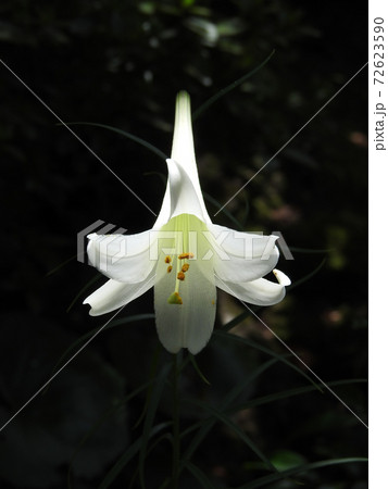 浮き上がる紋章 浮き上がる紋章 72623590