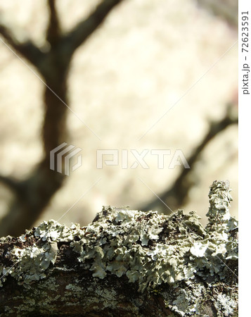 年経りた梅の木 年経りた梅の木 72623591