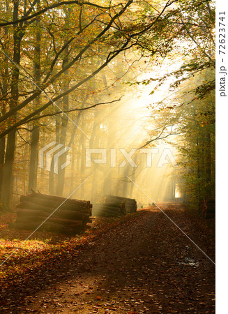 Morning in the forest Morning in the forest 72623741