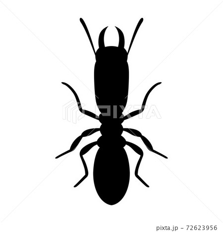 Termite 72623956