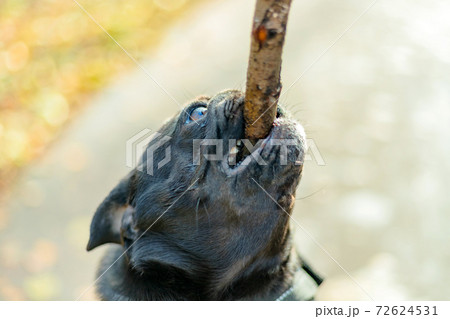 Black pug hangs on a stick, holds it between its teeth on natural park and path blurry background Black pug hangs on a stick, holds it between its teeth on natural park and path blurry background 72624531