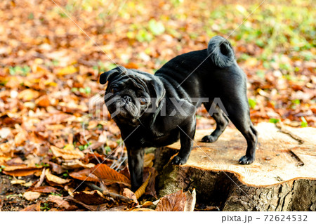 Black pug staying on stump on natural autumn leaves blurry background. Close up. Copy space 72624532