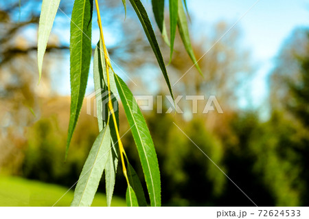 Weeping willow twig branch hanging on park blurred natural background. Close up. Weeping willow twig branch hanging on park blurred natural background. Close up. 72624533