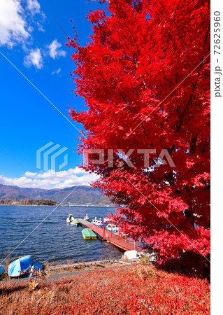 河口湖の紅葉 河口湖の紅葉 72625960