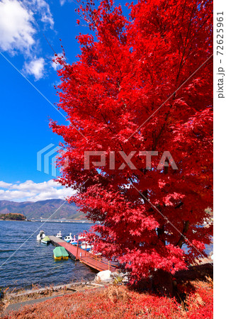 河口湖の紅葉 72625961