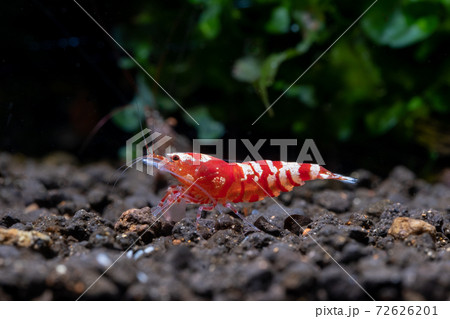 Red fancy tiger dwarf shrimp stay alone on aquatic soil with green aquatic plant in fresh water 72626201