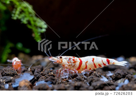 Red fancy tiger dwarf shrimp with main white color on aquatic soil with other dwarf shrimp 72626203