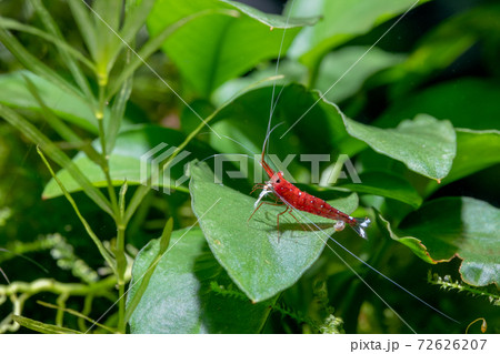 White spot sulawesi shrimp or cardinal shrimp with long antenna stay alone on green leaf plants White spot sulawesi shrimp or cardinal shrimp with long antenna stay alone on green leaf plants 72626207