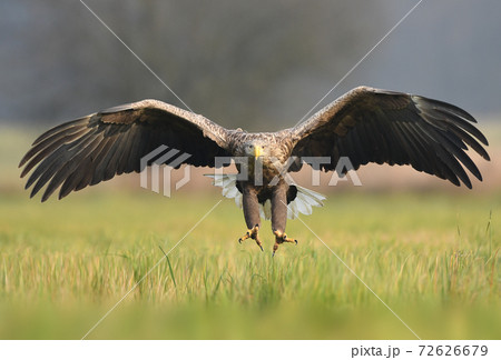 White tailed Eagle (Haliaeetus albicilla) 72626679