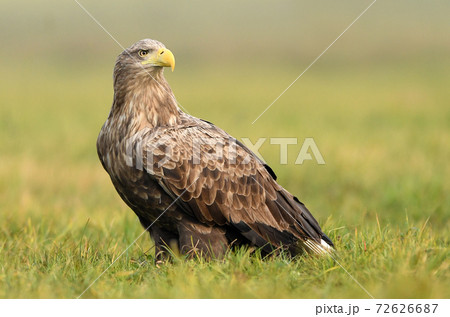 White tailed Eagle (Haliaeetus albicilla) White tailed Eagle (Haliaeetus albicilla) 72626687