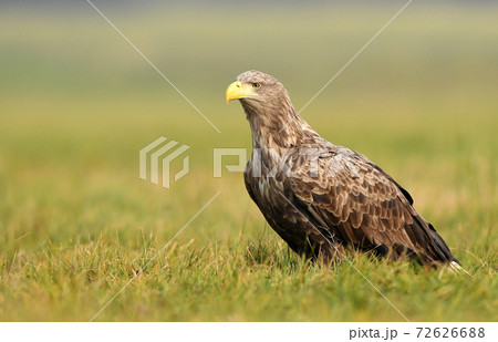 White tailed Eagle (Haliaeetus albicilla) White tailed Eagle (Haliaeetus albicilla) 72626688