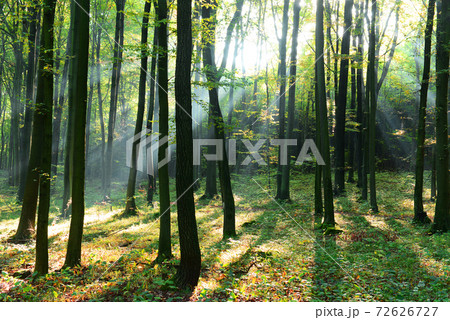 Forest landscape Forest landscape 72626727