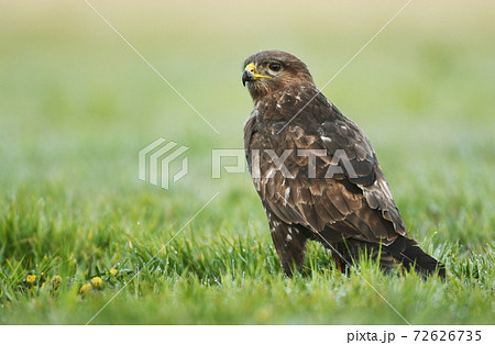 Common buzzard (Buteo buteo) Common buzzard (Buteo buteo) 72626735