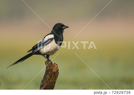 Magpie (Pica pica) Magpie (Pica pica) 72626736
