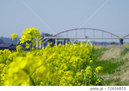 ぼかした風景の中の菜の花をクローズアップ／荒川水管橋（埼玉県熊谷市） 72626853