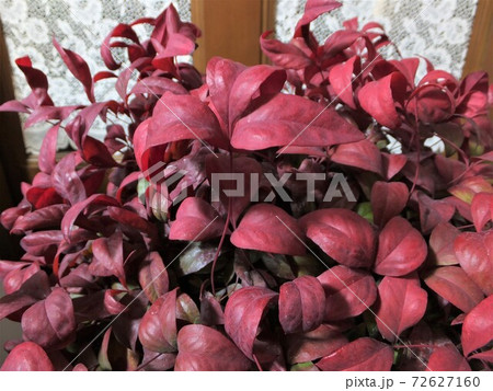 赤く紅葉したお多福南天 縁起物の庭木 赤く紅葉したお多福南天 縁起物の庭木 72627160