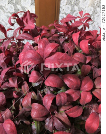 赤く紅葉したお多福南天 縁起物の庭木 赤く紅葉したお多福南天 縁起物の庭木 72627162