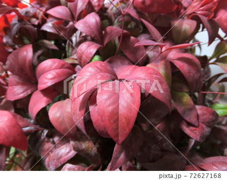 赤く紅葉したお多福南天 縁起物の庭木 赤く紅葉したお多福南天 縁起物の庭木 72627168