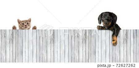 One little puppy dog with board of wooden plank One little puppy dog with board of wooden plank 72627262