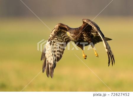 Common buzzard (Buteo buteo) 72627452
