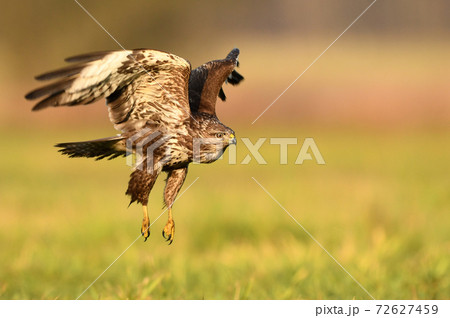 Common buzzard (Buteo buteo) 72627459