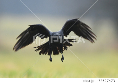 Raven (Corvus corax) Raven (Corvus corax) 72627473