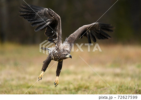 White tailed Eagle (Haliaeetus albicilla) 72627599